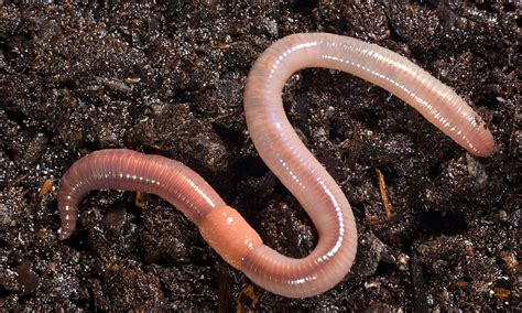 Earthworms .